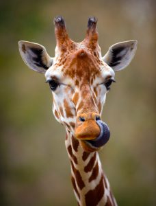 Giraffe Tongue Out Portrait